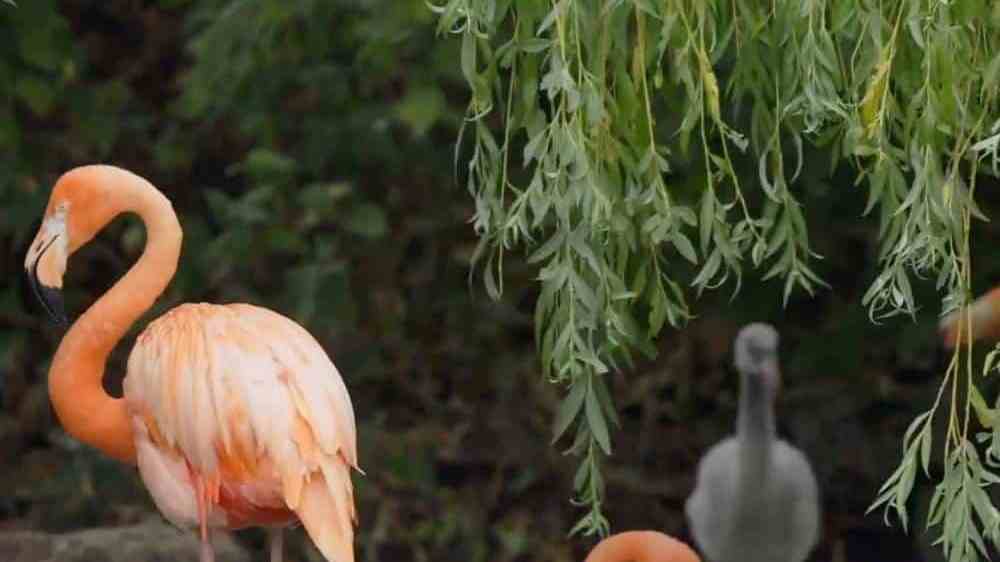 A pink flamingo stands in the left side as a grey chick is seen in the background below some foliage in a zoo enclosure