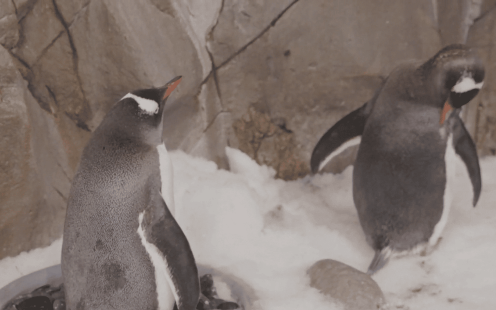 A photo of same-sex paired penguins Klaus and Jones at the Melbourne Sea Life Aquarium