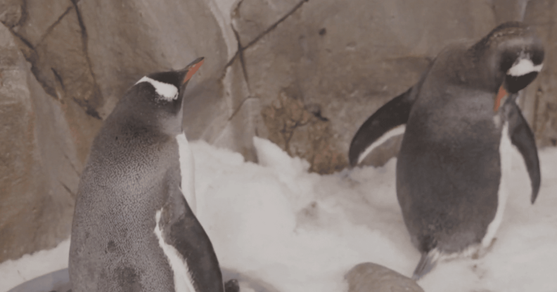 A photo of same-sex paired penguins Klaus and Jones at the Melbourne Sea Life Aquarium
