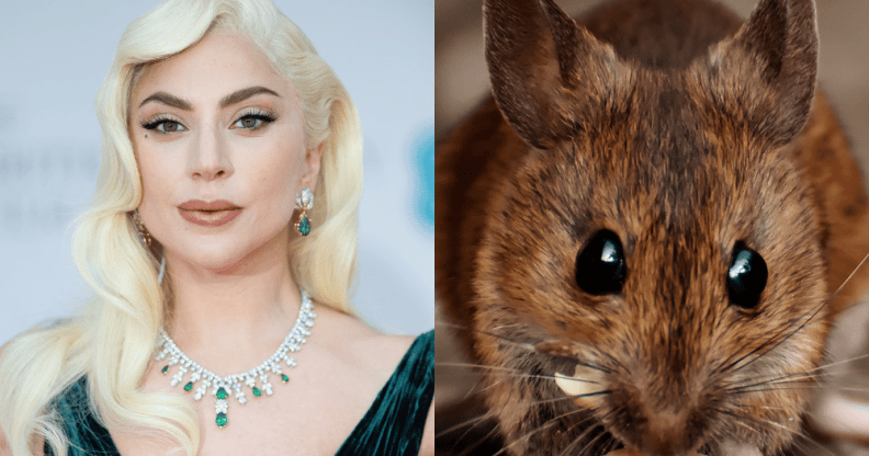 Singer Lady Gaga wearing a green dress and necklace. A rat nibbling on a biscuit.