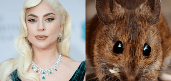 Singer Lady Gaga wearing a green dress and necklace. A rat nibbling on a biscuit.