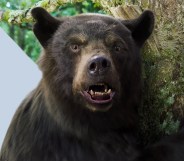 Allan Henry is the human behind the Cocaine Bear. (Universal Pictures)