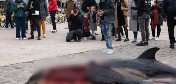 Two mutilated dolphin corpses next to a crowd of people.
