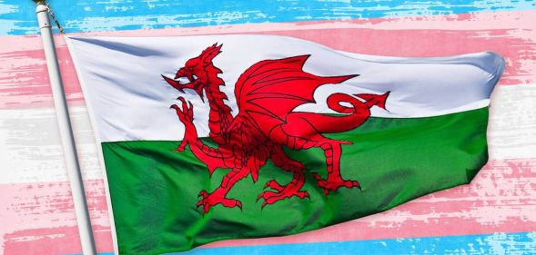 Welsh flag on a trans flag backdrop