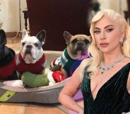 An image composite featuring Lady Gaga in the foreground in a black dress and silver necklace, and her French bulldogs in the background.