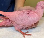 A pigeon dyed pink
