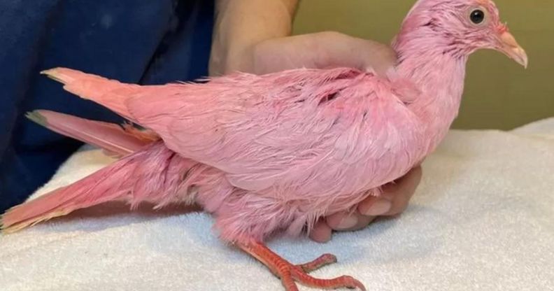 A pigeon dyed pink