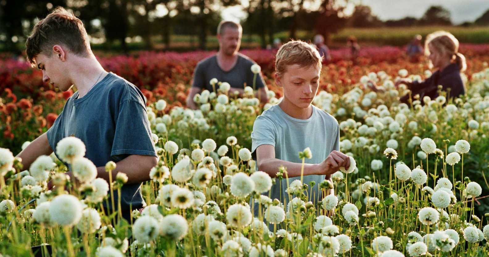 A still from the film Close shows four people standing in a field of dandelions