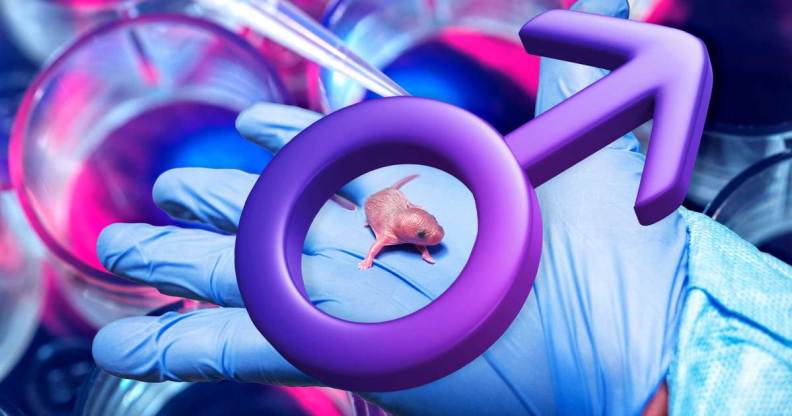 A scientist holds a baby mouse with a male sex symbol photoshopped above it.