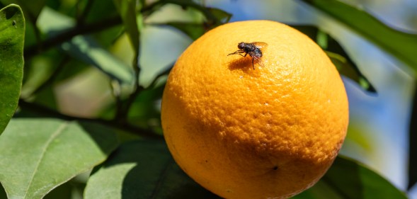 Fruit flies experience male-to-male attraction due to air pollution