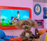 CBeebies' Dodge T Dog explained how some fish can go from being a boy fish to a girl fish in a segment that has triggered transphobia fury.