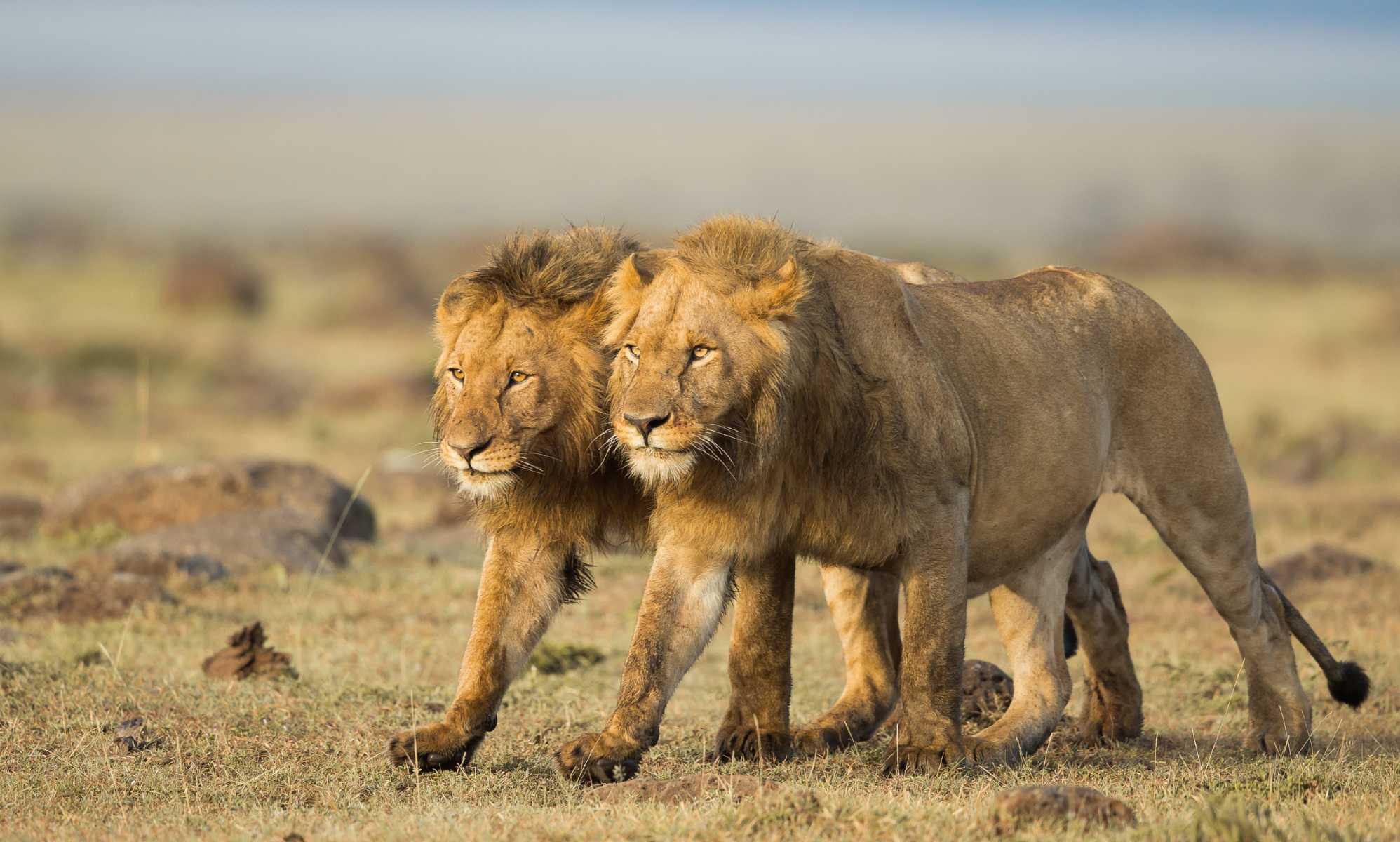 Львы живут семьей. Саванна Прайд Львов. Восточно-Африканский Саванна Львов.