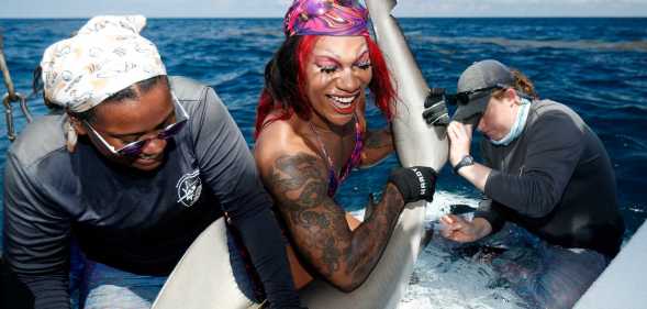 Shark tagging drag queen