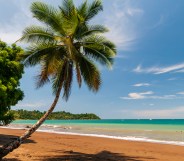 A palm tree and its shadow on a pristine sandy beach. Drake Bay, Osa Peninsula, Costa Rica.