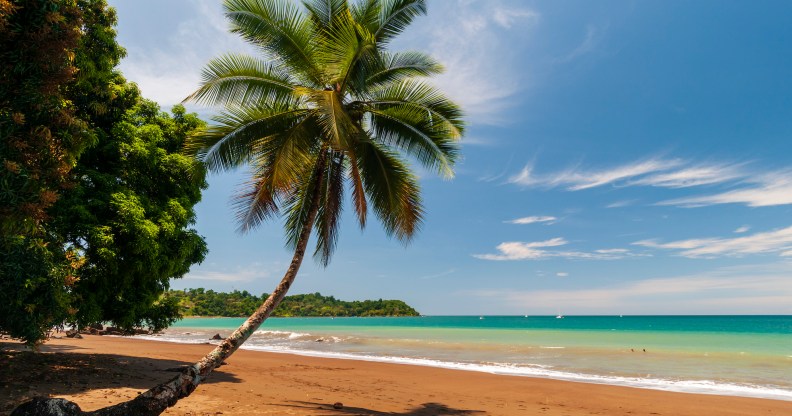 A palm tree and its shadow on a pristine sandy beach. Drake Bay, Osa Peninsula, Costa Rica.