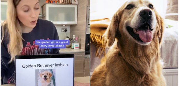 Image shows an Instagram influencer on the left, with long blonde hair, in a kitchen giving a presentation using her laptop, the title of the presentation is 'golden retriever lesbian'. On the right there is a photo of a golden retriever.