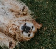 golden retriever