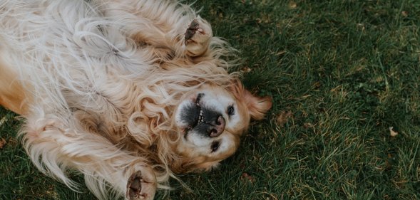 golden retriever