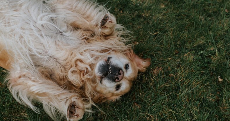 golden retriever