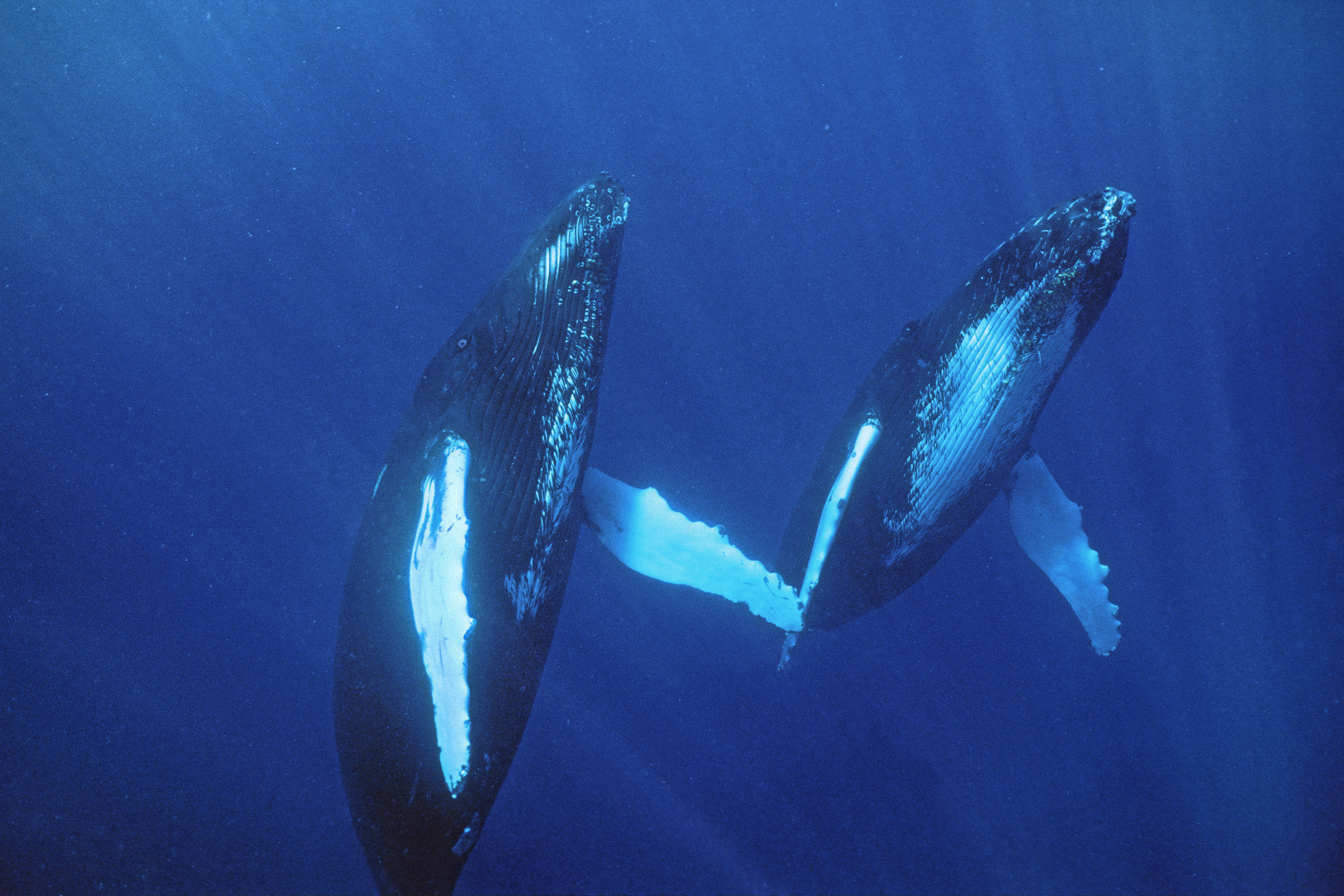 Humpback whales pictured for the first time having gay sex - Vimarsana News