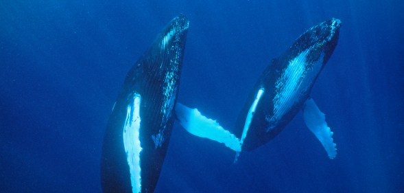 It's a first for the species to be captured having gay sex. (Stock image/Getty)