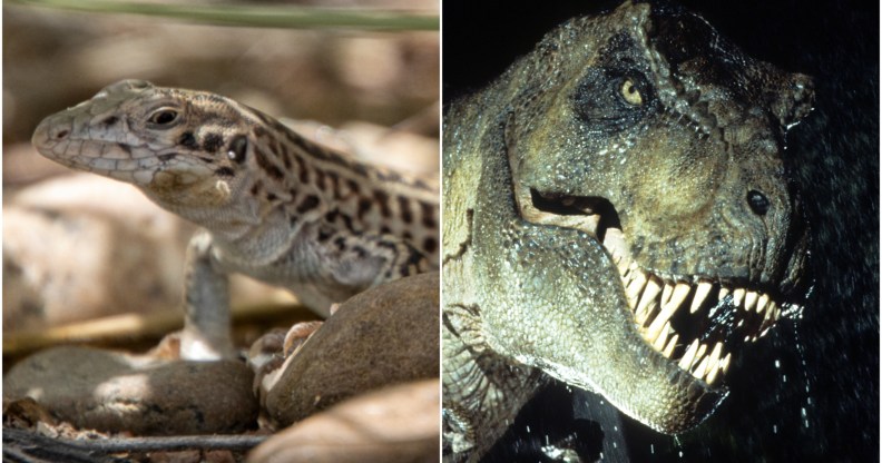 Image shows a gecko on the left, and the T-Rex from Jurassic Park to the right.