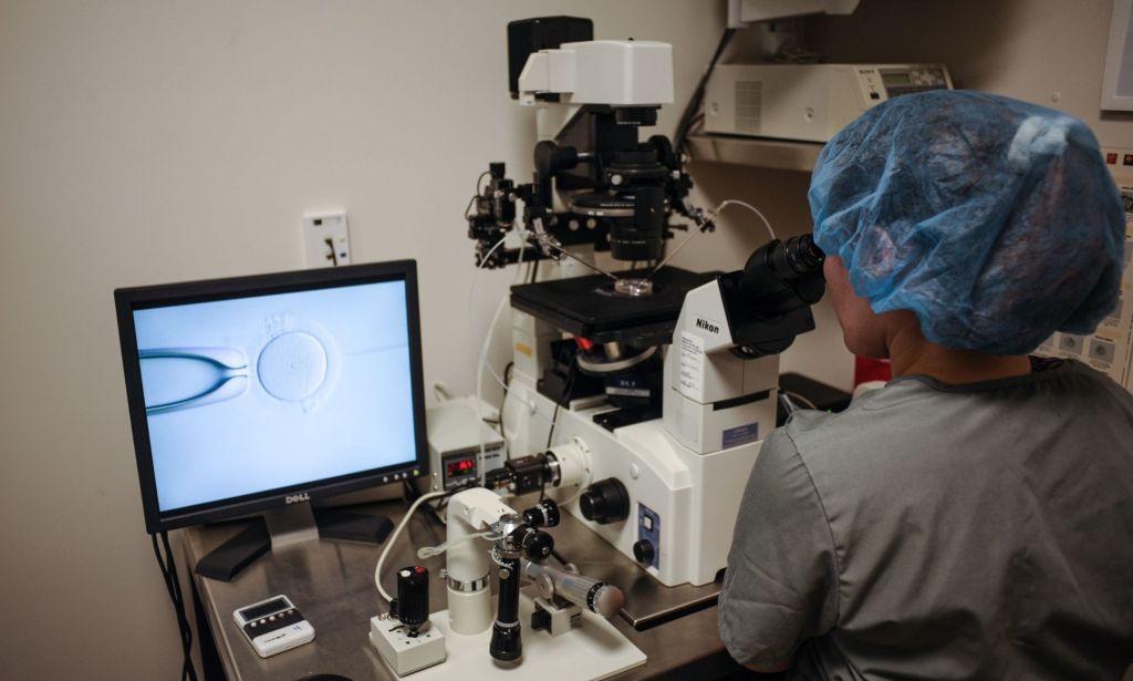 A healthcare worker looks at a cluster of cells for in vitro fertilisation. Frozen embryos can be used during this process