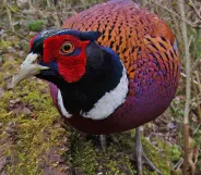 A pheasant staring directly into a camera.