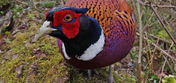 A pheasant staring directly into a camera.