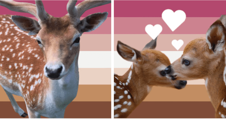 Bambi Lesbian Flag featuring one deer on left, and the Bambi Lesbian Flag with two deers with love hearts above their heads.