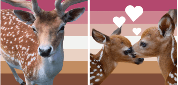 Bambi Lesbian Flag featuring one deer on left, and the Bambi Lesbian Flag with two deers with love hearts above their heads.