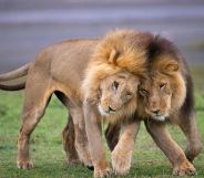 Two male lions snuggling