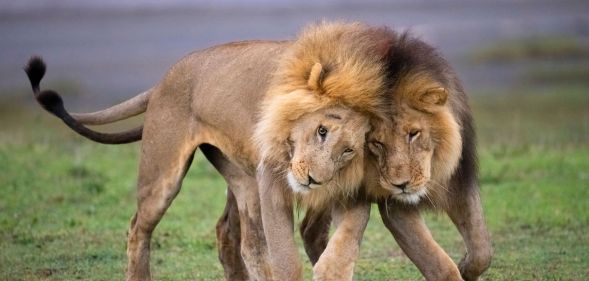 Two male lions snuggling