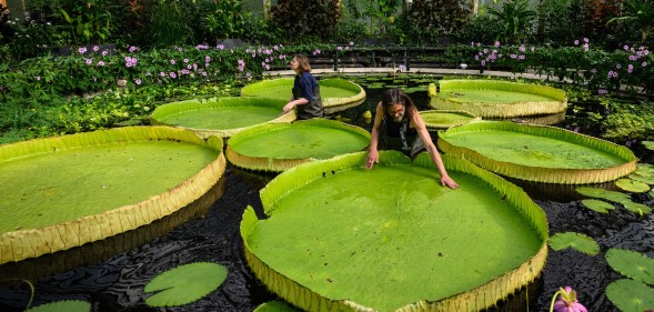Kew Gardens employees looking at its lilypads