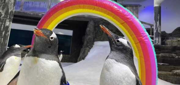 Gay penguins Sphen and Magic