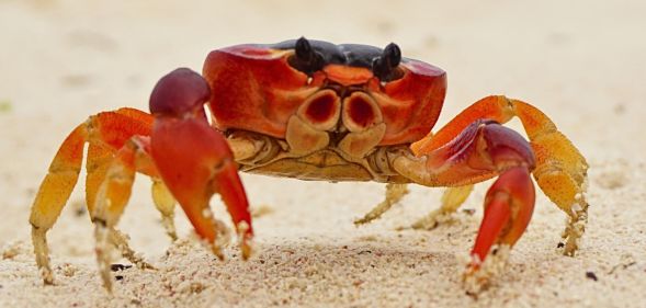 Crabs, the truest trans ally.