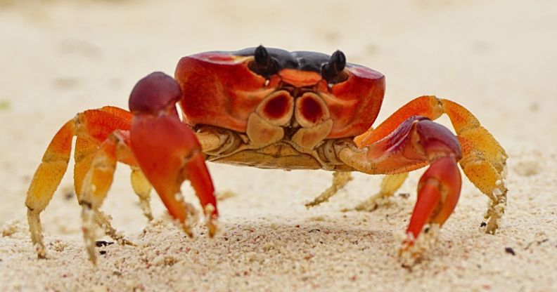 Crabs, the truest trans ally.