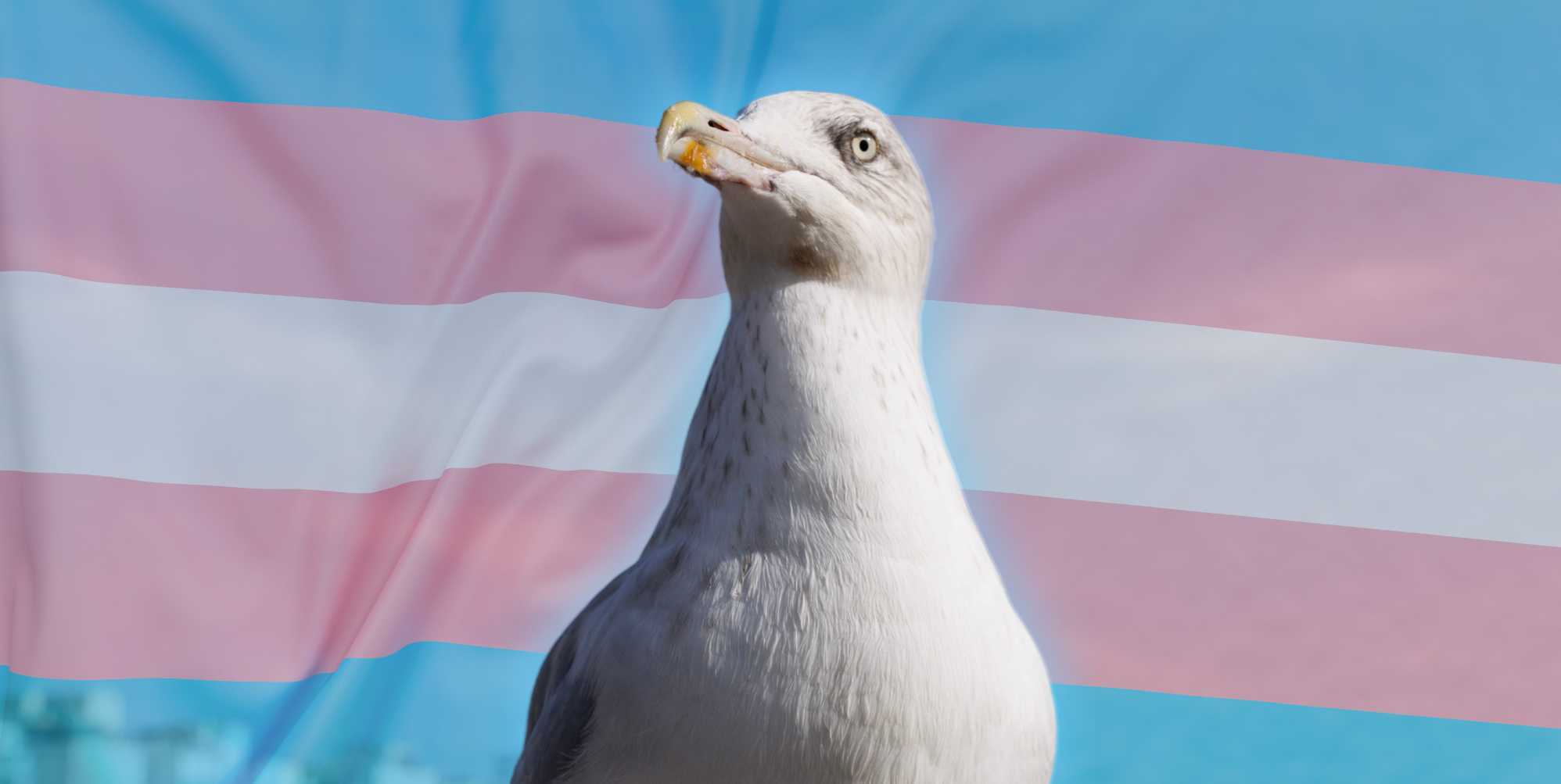 10 Seriously Gay Animals 10 Seriously Gay Animals