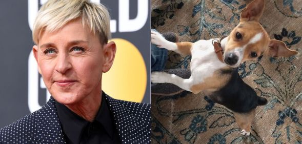 Ellen DeGeneres has announced the death of her beloved dog