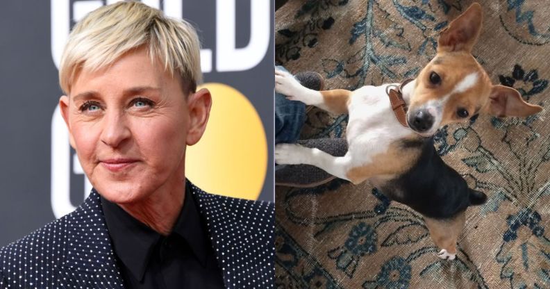 Ellen DeGeneres has announced the death of her beloved dog