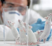 PETA Jeffrey Brown argues that recent medical breakthroughs involving mice shouldn't be celebrated. (Getty)