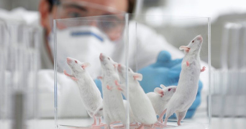 PETA Jeffrey Brown argues that recent medical breakthroughs involving mice shouldn't be celebrated. (Getty)