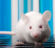 Stock image of a lab mouse