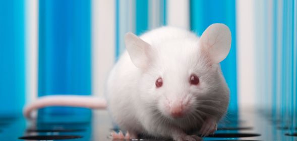 Stock image of a lab mouse