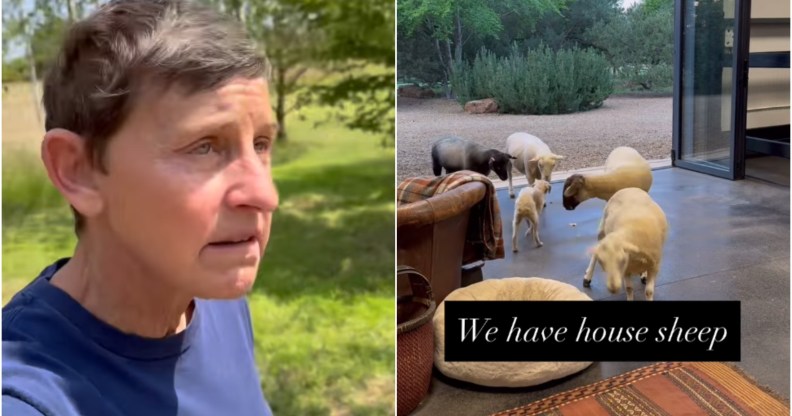 A side by side image of Ellen DeGeneres giving a tour of her Cotswolds Farm Estate on the left, and some sheep in her property on the right
