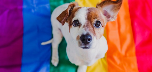 Cute dog jack russell sitting on rainbow LGBT flag in bedroom. Pride month celebrate and World peace concept