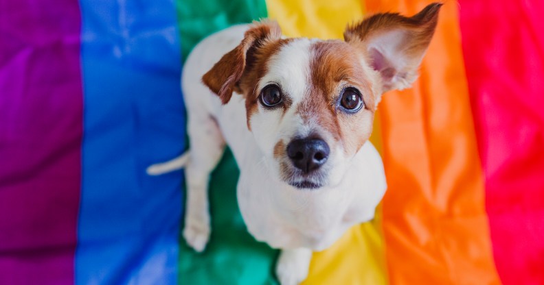 Cute dog jack russell sitting on rainbow LGBT flag in bedroom. Pride month celebrate and World peace concept