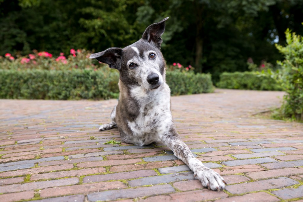 Cancer survivor and beloved companion Lou, 12, was rescued from Nicaragua and now lives in Amsterdam. 