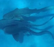 Leopard sharks engaging in mating behaviour.