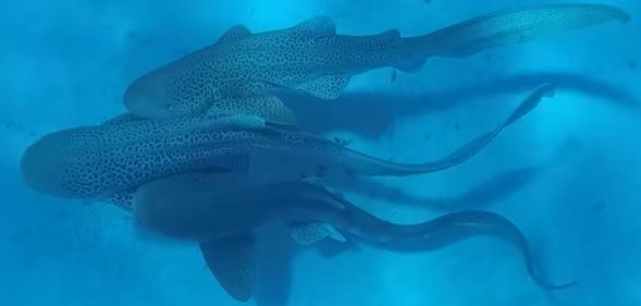 Leopard sharks engaging in mating behaviour.